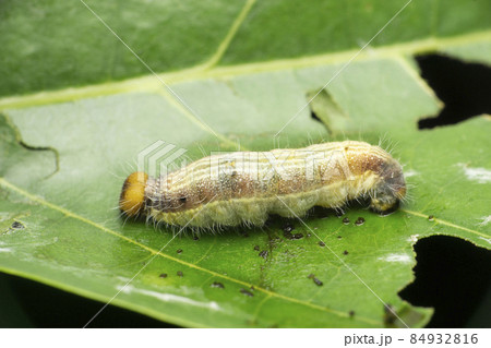 Swift butterfly caterpillar, Parnara species, Satara, Maharashtra, India 84932816
