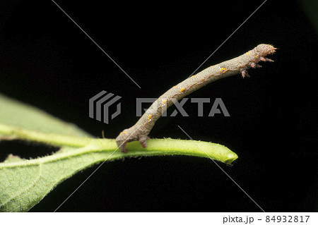 Moth caterpillar acting like stick, Satara, Maharashtra, India 84932817