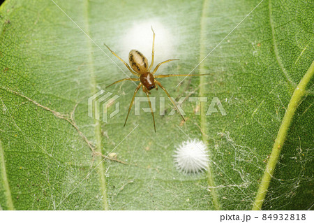 Dictyna arundinacea Linnaeus, 1758 spider, Satara, Maharashtra, India 84932818