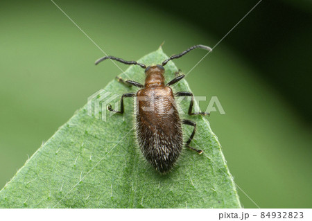 Rice beetle, Satara, Maharashtra, India 84932823