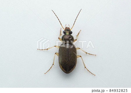 Ground beetle, Satara, Maharashtra, India Ground beetle, Satara, Maharashtra, India 84932825