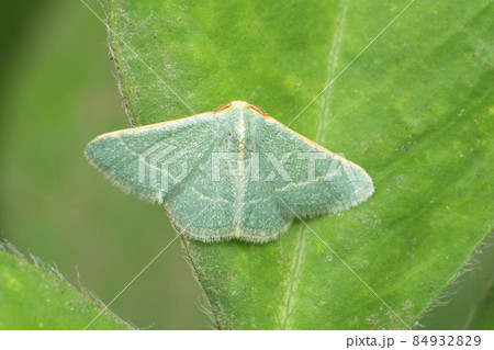 Wax moth , Galleria species, Satara, Maharashtra, India Wax moth , Galleria species, Satara, Maharashtra, India 84932829