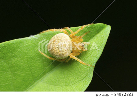 Orb weaver spider, Neoscona species, Satara, Maharashtra, India 84932833