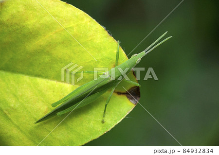 Narrow head green grasshopper, Pyrgomorpha species, Satara, Maharashtra, India 84932834