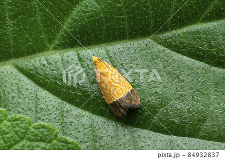 Indian meal moth, Plodia species, Satara, Maharashtra, India Indian meal moth, Plodia species, Satara, Maharashtra, India 84932837