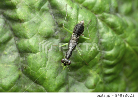 Ant mimic mantis, Euantissa pulchra, Satara, Maharashtra, India Ant mimic mantis, Euantissa pulchra, Satara, Maharashtra, India 84933023