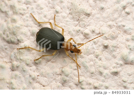 Bombardier beetle,Brachininae Brachininae, Satara, Maharashtra, India Bombardier beetle,Brachininae Brachininae, Satara, Maharashtra, India 84933031