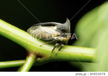 Horn tree hopper, Heteronotus nodosus , Satara, Maharashtra, India 84933079
