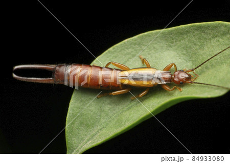 Female common earwig, Forficula auricularia, Satara, Maharashtra, India 84933080