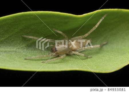 Brown sac spider, Clubiona trivialis, Satara, Maharashtra, India 84933081