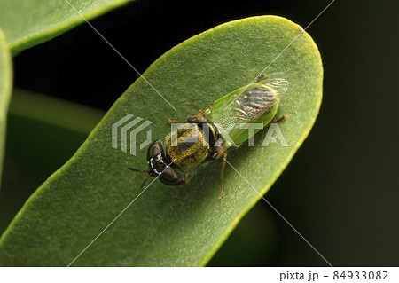 Borneon Green Belly Hoverfly sometimes called flower flies or syrphid flies, Satara, Maharashtra, India 84933082