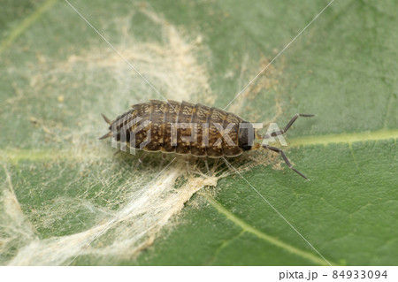 Woodlouse is a crustacean from the monophyletic suborder Oniscidea within the isopods..Satara, Maharashtra, India Woodlouse is a crustacean from the monophyletic suborder Oniscidea within the isopods..Satara, Maharashtra, India 84933094