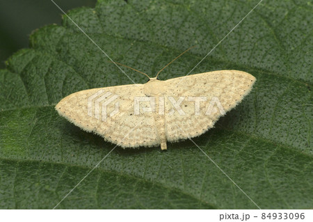 White witch moth, Thysania agrippina, Satara, Maharashtra, India 84933096