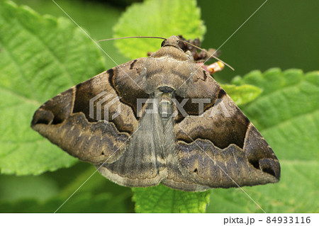 Sturniids moth, Othorene species, Satara, Maharashtra, India Sturniids moth, Othorene species, Satara, Maharashtra, India 84933116