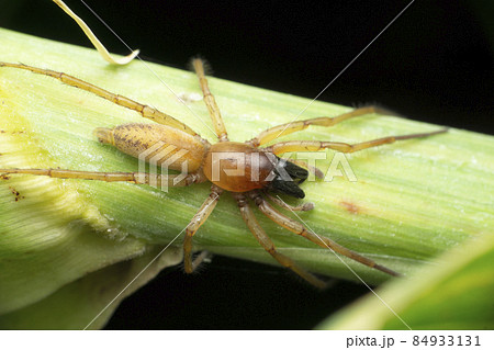 Sac spider, Clubiona trivialis, Satara, Maharashtra India 84933131