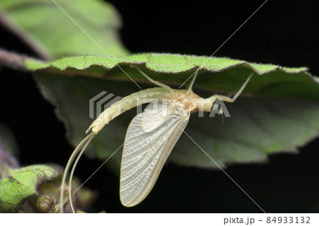 Mayfly , Rhithrogena germanica, Satara, Maharashtra India 84933132