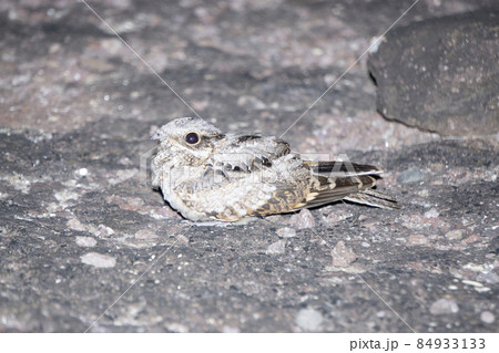 Indian nightjar, Caprimulgus asiaticus, Satara, Maharashtra India 84933133