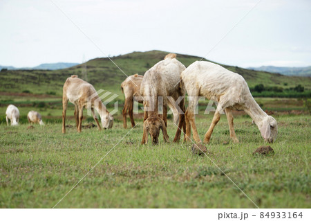 Sheep grazing in field, Ovis aries, Satara, Maharashtra, India Sheep grazing in field, Ovis aries, Satara, Maharashtra, India 84933164