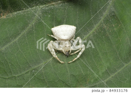 Thomisus spectabilis, also known as the white crab spider or Australian crab spider, Satara, Maharashtra, India Thomisus spectabilis, also known as the white crab spider or Australian crab spider, Satara, Maharashtra, India 84933176