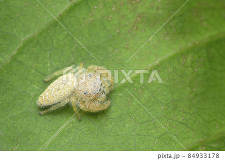Jumping spider, Epocilla clarata, Satara, Maharashtra, India Jumping spider, Epocilla clarata, Satara, Maharashtra, India 84933178