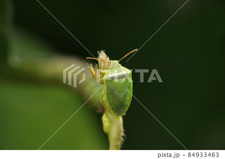 Green stink bug, Chinavia hilaris, Satara, Maharashtra, India Green stink bug, Chinavia hilaris, Satara, Maharashtra, India 84933463