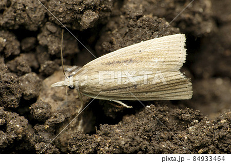 Trichophaga tapetzella, the tapestry moth or carpet moth, is a moth of the family Tineidae, Satara, Maharashtra, India Trichophaga tapetzella, the tapestry moth or carpet moth, is a moth of the family Tineidae, Satara, Maharashtra, India 84933464