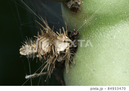 Bagworm moth caterpillar, Psychidae, Satara, Maharashtra, India Bagworm moth caterpillar, Psychidae, Satara, Maharashtra, India 84933470