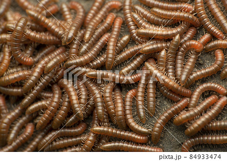Indian Fire Millipede, Aphistogoniulus Species, Satara, Maharashtra, India 84933474