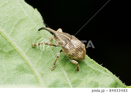 Side view of Elephant weevil , Orthorhinus cylindrirostri, Satara, Maharashtra, India Side view of Elephant weevil , Orthorhinus cylindrirostri, Satara, Maharashtra, India 84933483