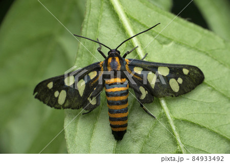 Wasp  moth, Amata huebneri, Satara, Maharashtra, India 84933492
