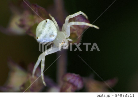 White Crab Spider, Thomisus spectabilis, Satara, Maharashtra, India 84933511