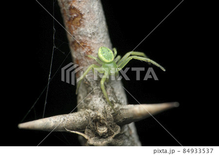 Green crab spider, Oxytate species, Satara, Maharashtra, India 84933537