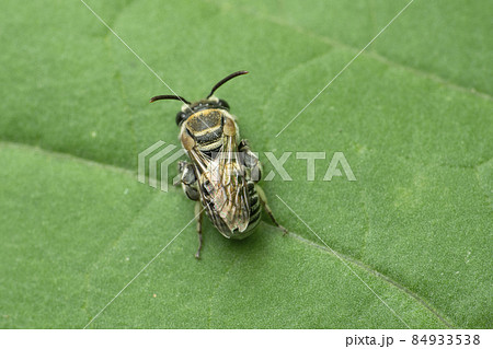 Dwarf honeybee, Apis florea, Satara, Maharashtra, India 84933538