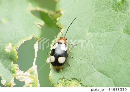 Dorsal view of lady bird betle, Coccinella magnifica, Satara, Maharashtra, India 84933539