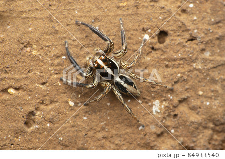 Dorsal view of jumping spider, Plexippus paykulli, Satara, Maharashtra, India 84933540