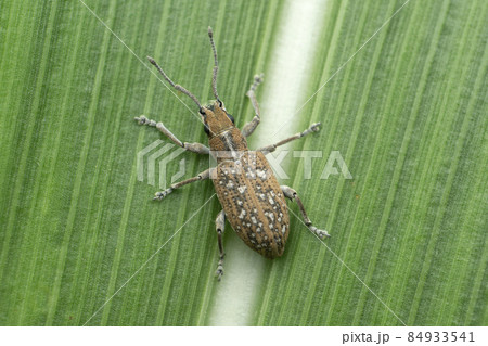 Dorsal view of common rice weevil, Sitophilus oryzae, Satara maharashtra india 84933541