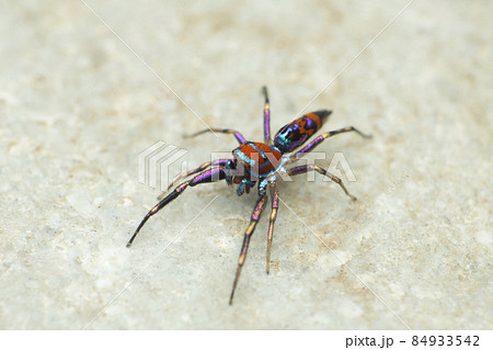 Body of colourful jumping spider, Chrysilla volupe, Satara, Maharashtra, India 84933542