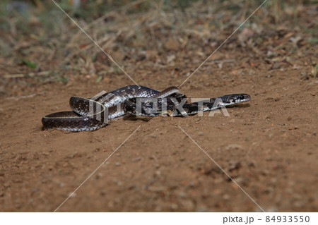 Indian Egg eater, Elachistodon westermanni REINHARDT 1863, RARE, COLUBRIDAE, NON VEMOMOUS, Yavatmal, Maharashtra, India 84933550