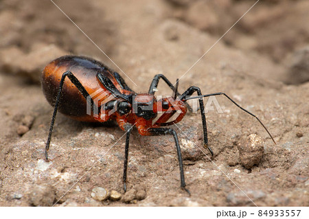 Assassin bug, Rhynocoris iracundus, Satara, Maharashtra, India Assassin bug, Rhynocoris iracundus, Satara, Maharashtra, India 84933557