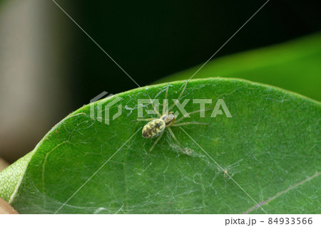 Green Cribellate Spider, Nigma walckenaeri, Satara, Maharashtra, India 84933566