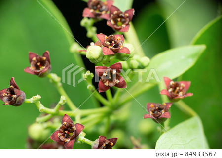Flower of sandlewood tree, Santalum paniculatum, Satara, Maharashtra, India Flower of sandlewood tree, Santalum paniculatum, Satara, Maharashtra, India 84933567
