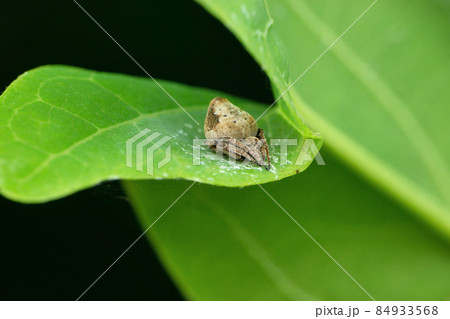 Eriovixia gryffindori on leaf, Satara, Maharashtra, India 84933568
