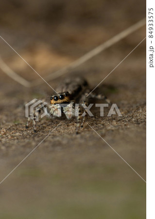 Eyes of grey wall jumper, Menemerus bivitattus, Satara Maharashtra india 84933575