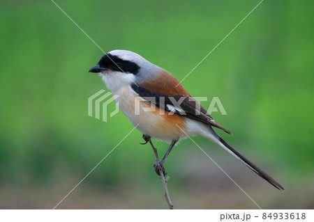 Long tailed shrike, Lanius schach, Satara, Maharashtra, India Long tailed shrike, Lanius schach, Satara, Maharashtra, India 84933618