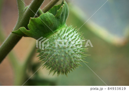 Fruit of Jimsonweed plant, Datura stramonium, Satara, Maharashtra, India Fruit of Jimsonweed plant, Datura stramonium, Satara, Maharashtra, India 84933619