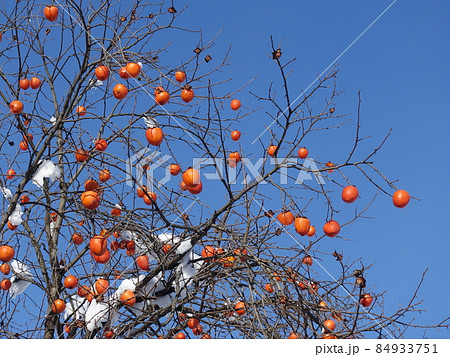 雪柿　柿　雪　冬 84933751