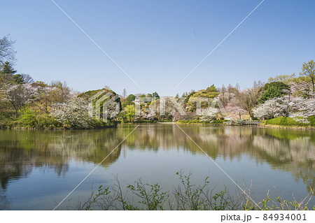 県立三ツ池公園の桜景色【神奈川県・横浜市】 84934001