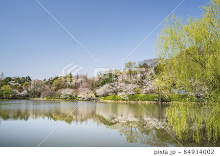 県立三ツ池公園の桜景色【神奈川県・横浜市】 84934002