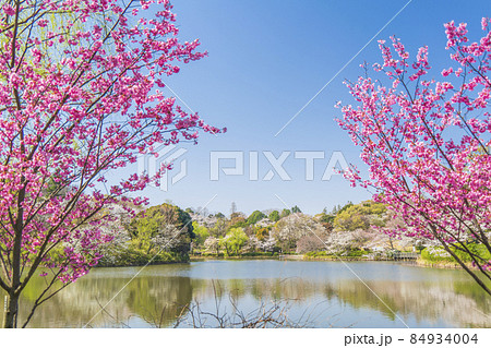 神奈川県立三ツ池公園の桜景色【神奈川県・横浜市】 神奈川県立三ツ池公園の桜景色【神奈川県・横浜市】 84934004
