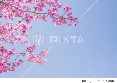 【桜】満開のヨコハマヒザクラと青空 【桜】満開のヨコハマヒザクラと青空 84934006